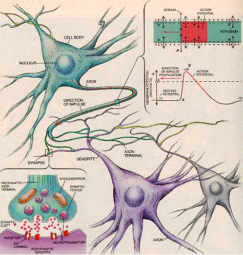 syneuron.gif (127844 bytes)
